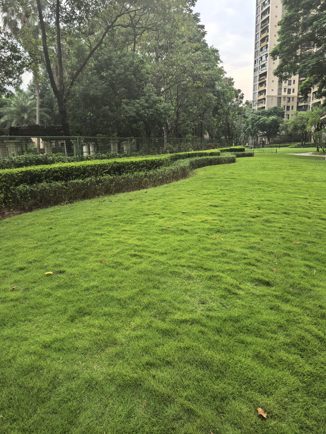 晒图笔记大赛深圳天天阵雨，雨下得多，地气凉了，高温少了，小区的草坪长得绿油油的，