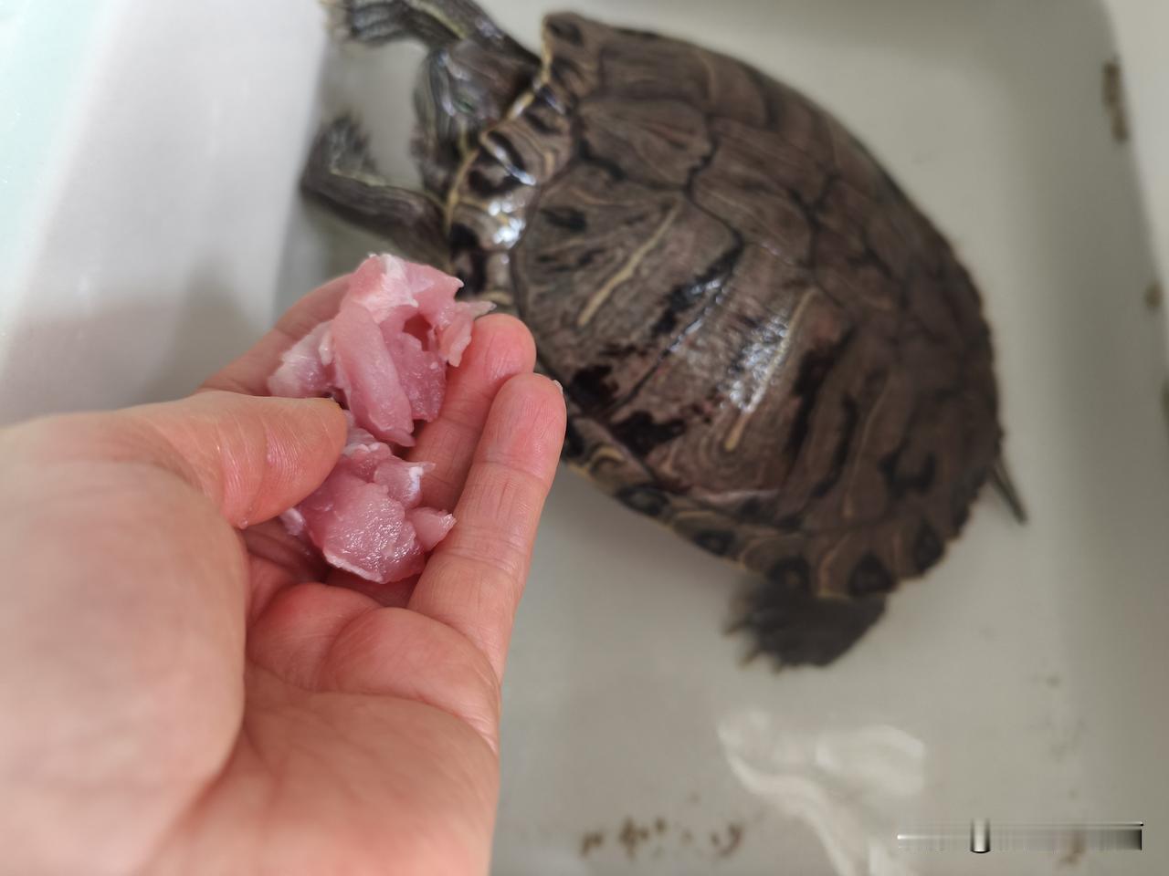 龟可以长期吃龟粮吗?我家龟冬眠后昨天第一次喂肉，龟可以长期喂龟粮
我家龟2012