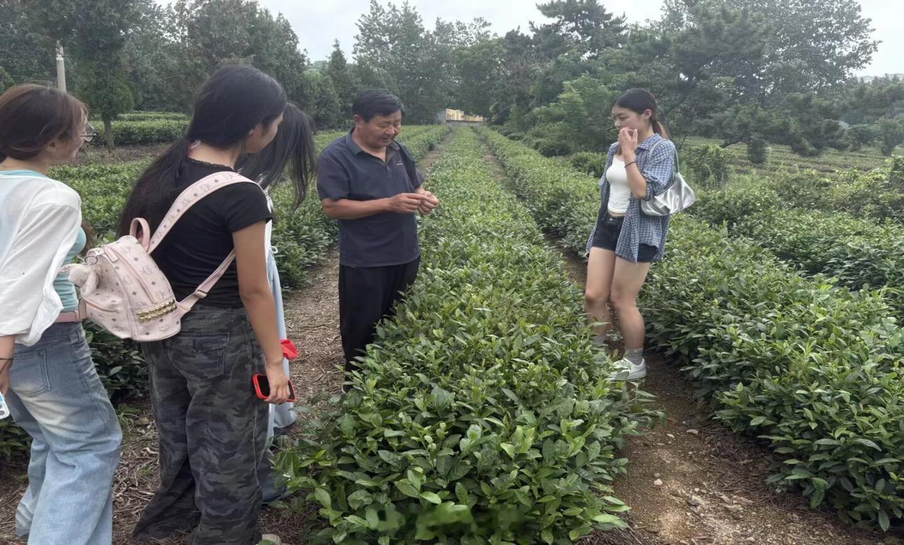 【管理学院暑假社会实践】踏遍茶田悟实干，青年逐梦助乡兴 （通讯员：杨雨洁）202