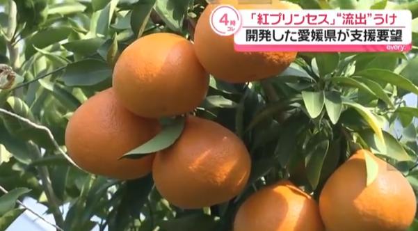 日本要中方停止栽培新柑橘，认为种子被走私出境，将赴华收集所有证据！

事情起因是