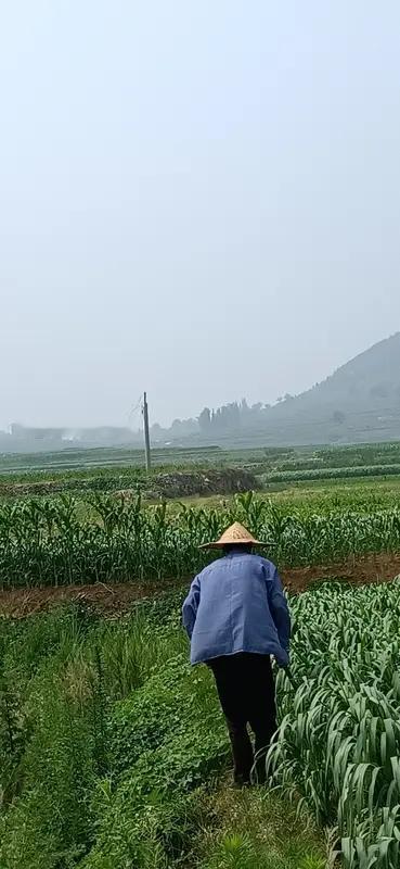 农村的老人没钱看病他们能长寿吗? 农村老人没钱看病还能长寿吗？这事儿不能一概而论