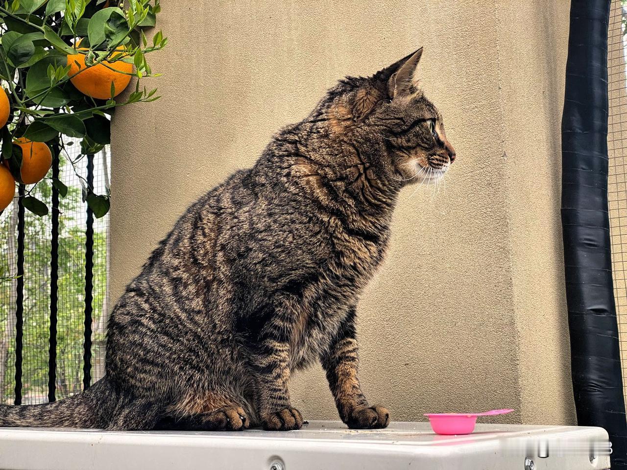 你家猫咪适合出门遛弯吗?我家狸花猫每天出门遛弯，来去自由，去年冬天的一个下雨天，