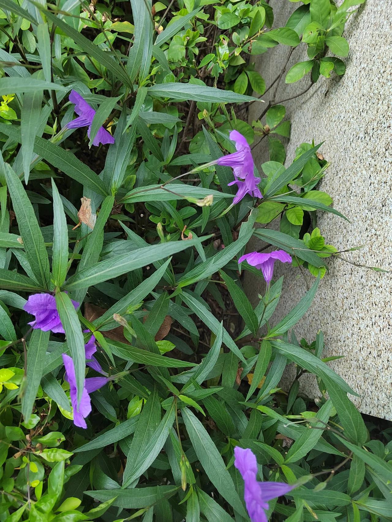 上联：冬去山明水秀，下联：请你来春来柳暗花明。
