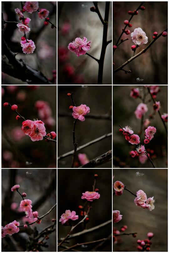 一眼沦陷！明城墙遗址公园的梅花，美到窒息🌸