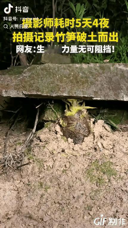 生命的力量，春天的力量，成长的力量！
    寓意着我们的国运生机勃勃，欣欣向荣