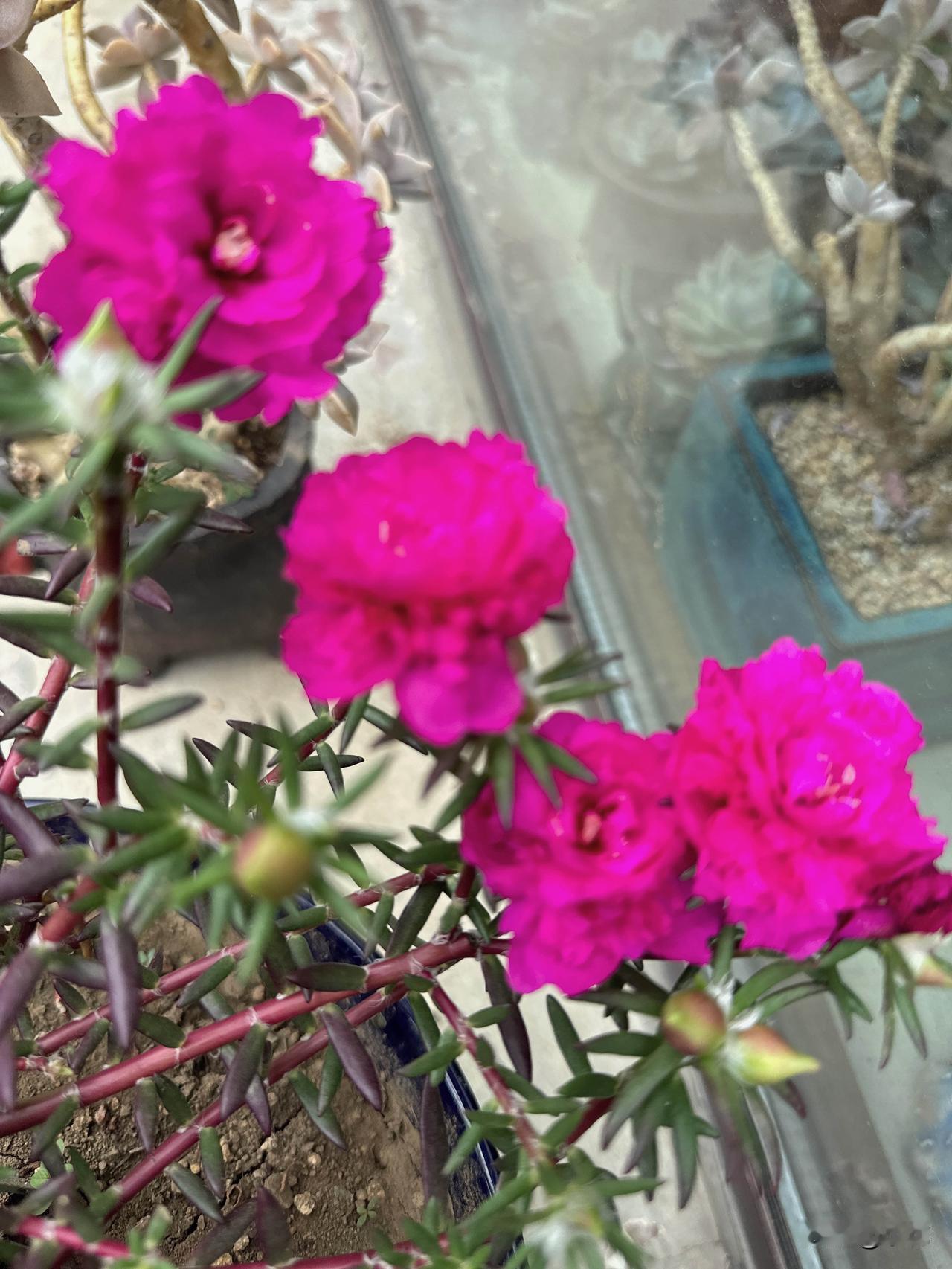 今日小院里的玫瑰色太阳花开放了，美得让我移不开眼。
我家小院的太阳花每年都有惊喜