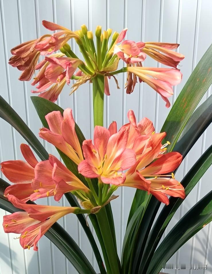 时间是最好的灵药，
没有什么是时间解决不了的。
好做的事情也需要时间，
不好做的