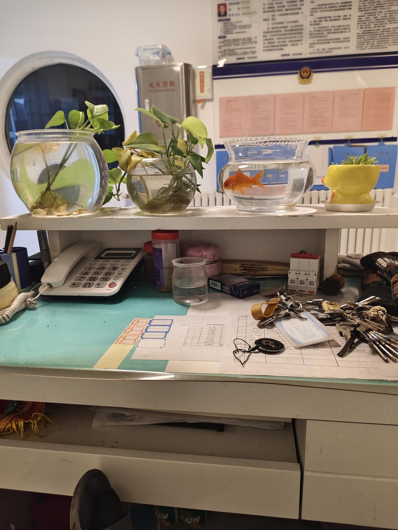 新春佳节，来自天南地北的朋友们齐聚一堂，共庆新年！无论你身在何处，浓浓的年味和真