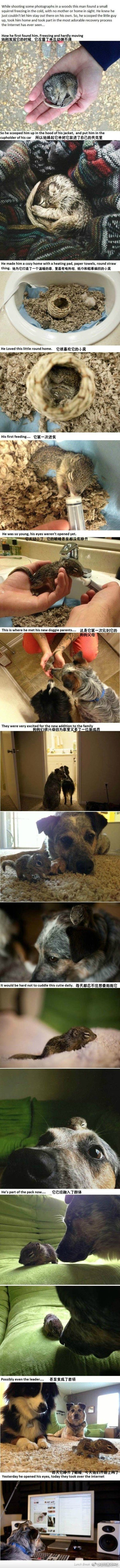 Bevis在路边发现了一只冻僵了的小松鼠，他的第一反应就是不能丢下这个没有父母没