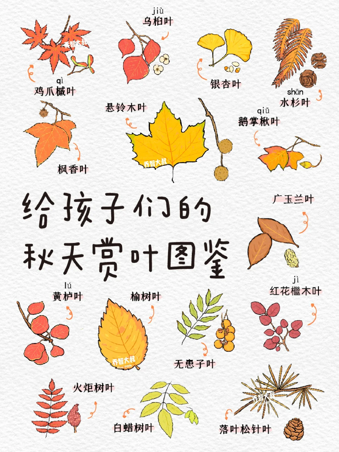 给孩子们的秋天赏叶图鉴