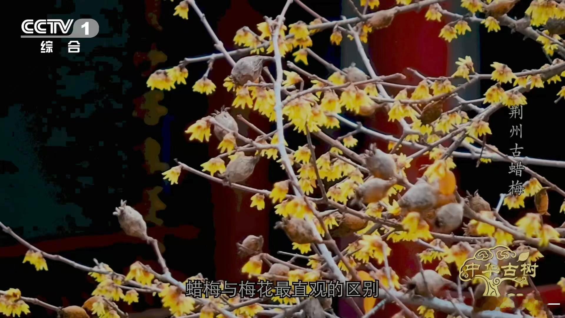 是蜡梅还是腊梅终于分清蜡梅和梅花了 花瓣质感完全不一样✨！蜡梅花瓣偏硬有蜡质感，