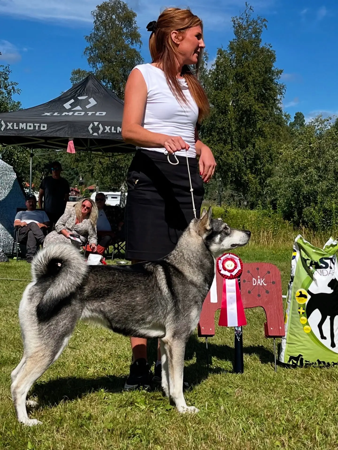 瑞典东西伯利亚莱卡犬，在北欧这种狗用于狩猎熊和驼鹿。