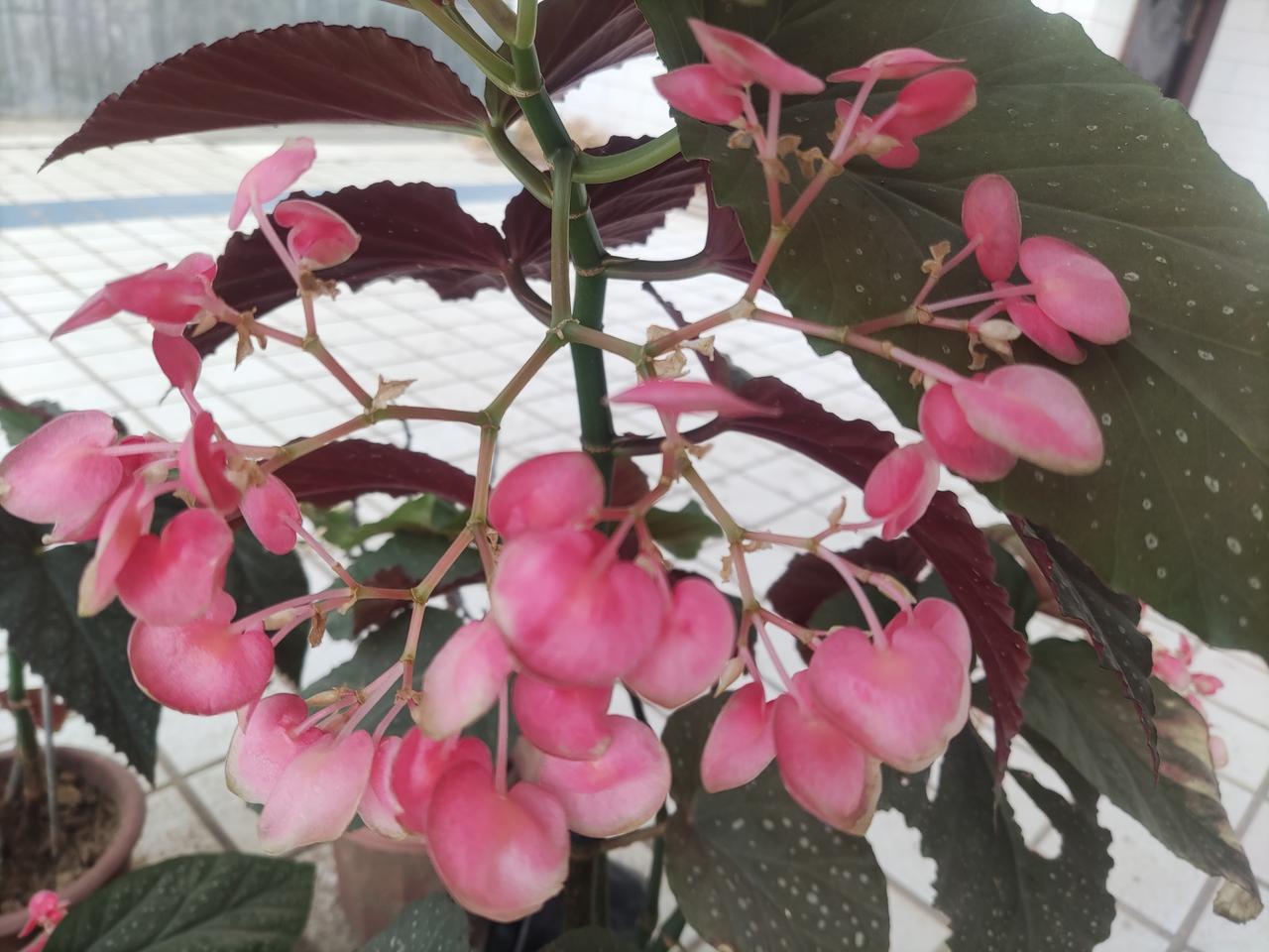 《竹节海棠》
翠节亭亭花自红，
不趋繁华立风中。
人生但守初心好，
平淡安然意自