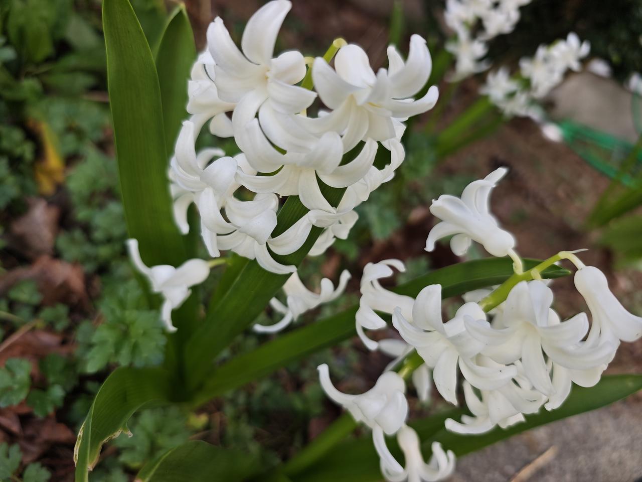 温哥华90+老华侨独居，住的别墅如何? 昨天到家附近西超Safeway购物，顺道