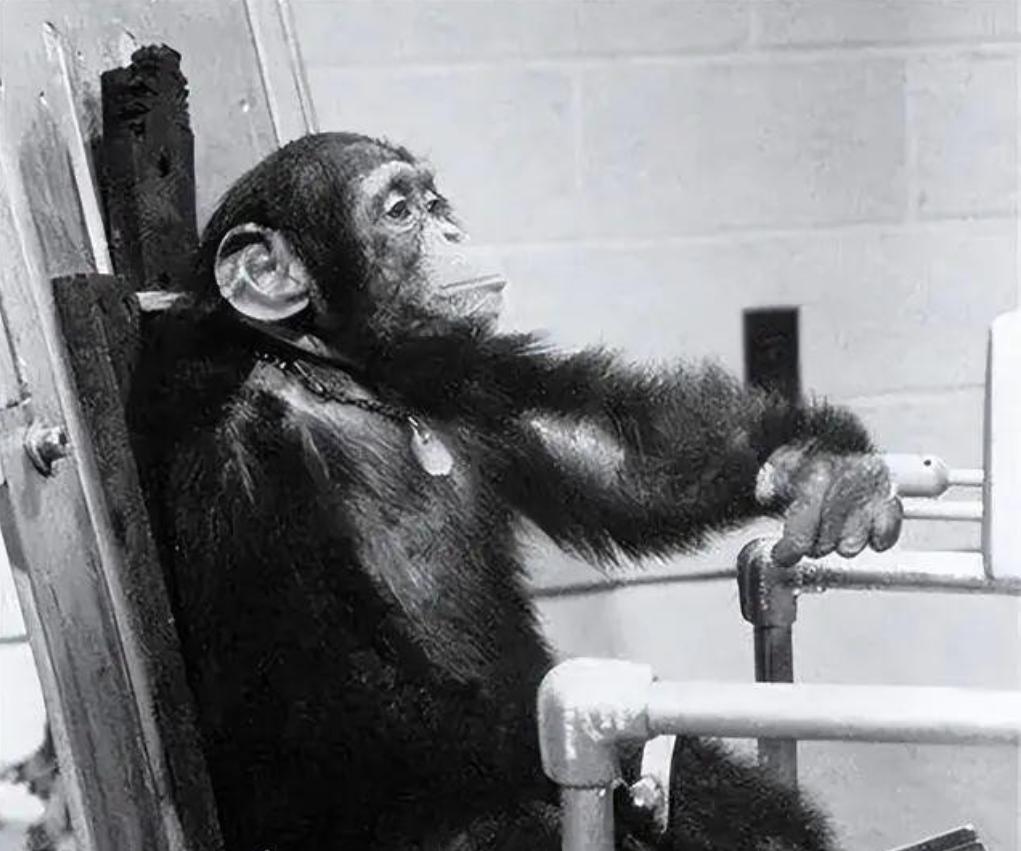 说起太空探索的先驱，很多人会想到宇航员，可很少有人知道，有一只猩猩，比人类更早踏