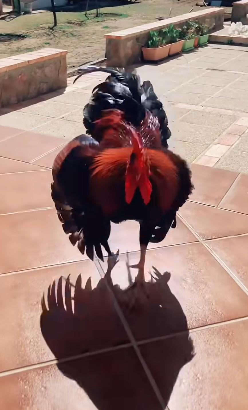 有必要普及一下鸡鸭知识了。
1、鸡可以原地起跳1米多高、两三米远，乡下以前普通的