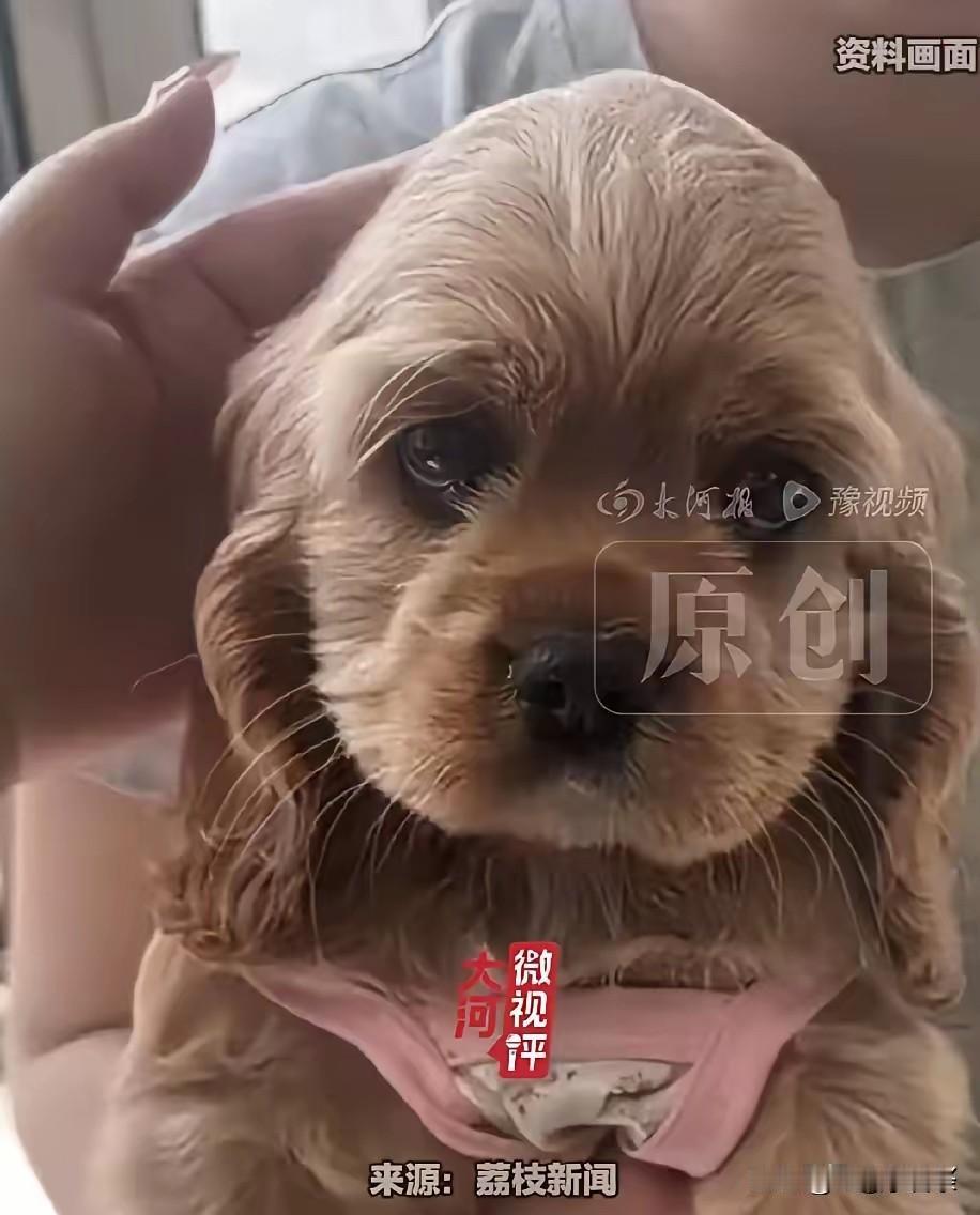 贪心不足蛇吞象，占了便宜又夺人所好，真是毫无底线。
红衣女子骑电动车上海鲜市场去