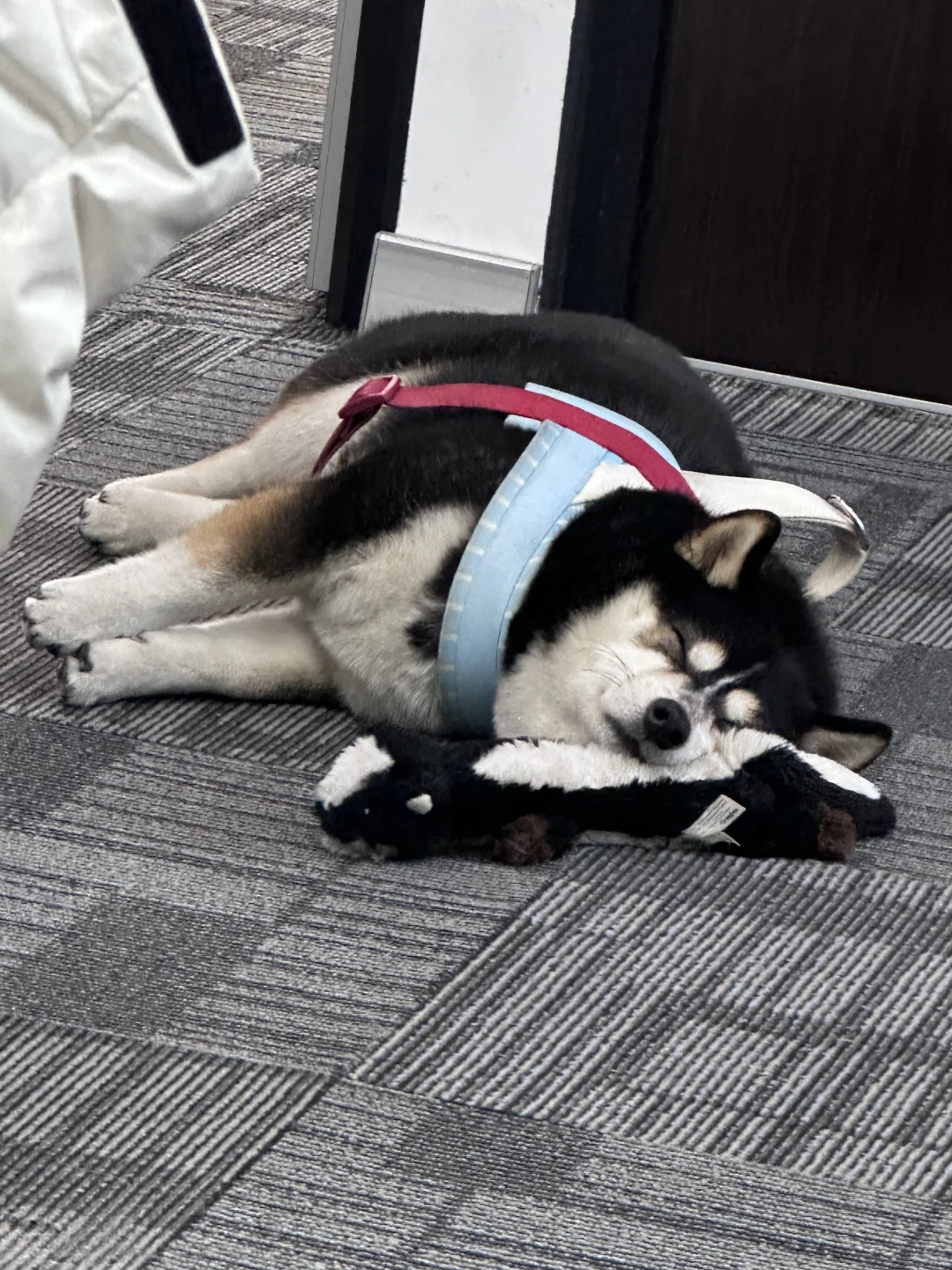 万物皆可枕，睡迷糊了～