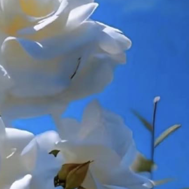 0000栀子花种植方法：1. 光照适宜：栀子花喜充足散射光，宜放置于光线明亮但无