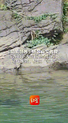 谁能想到！贵州斗篷山景区里，一条蛇居然当着游客的面上演“捕鱼秀”，还把比自己大的