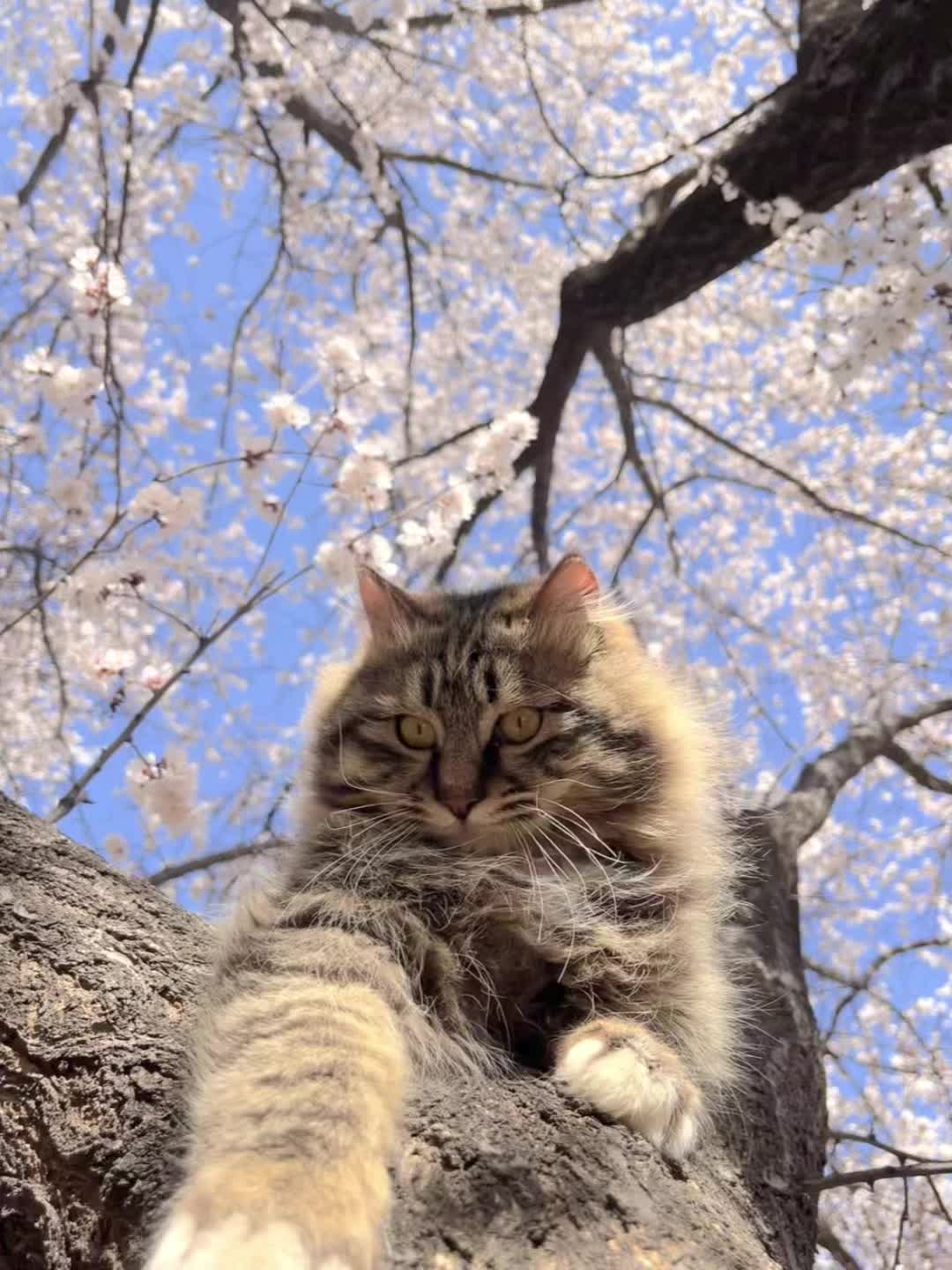 终于拍到满意的杏花猫啦 先发几张实况live图，长毛小狸猫匍匐在老树杏...