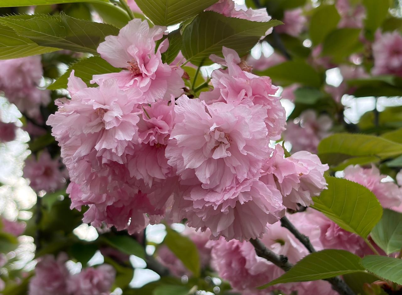 去年11月，我在办公室突发脑中风。

当时脸色惨白，把同事们都吓坏了，大家慌作一