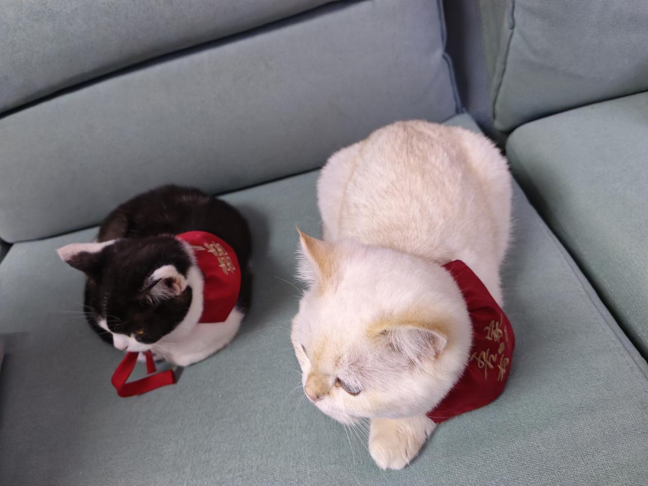 冬日生活打卡季两只小猫戴着喜庆的红围巾，在沙发上挨着。一只是黑白花的，一只是乳白