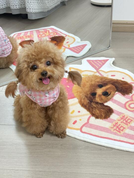 圆嘟嘟的诺诺宝