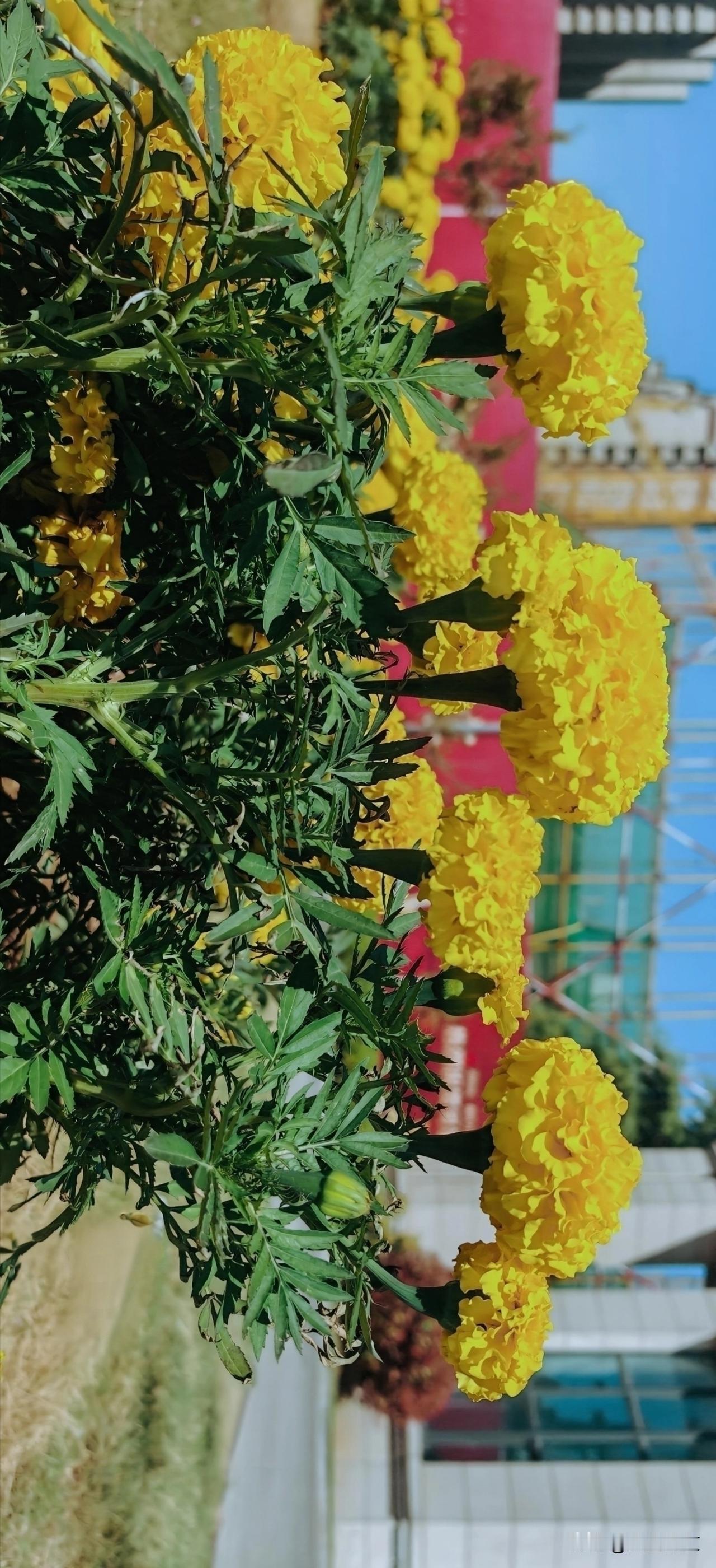 盛开的万寿菊，衬托着住宅小区的美丽。