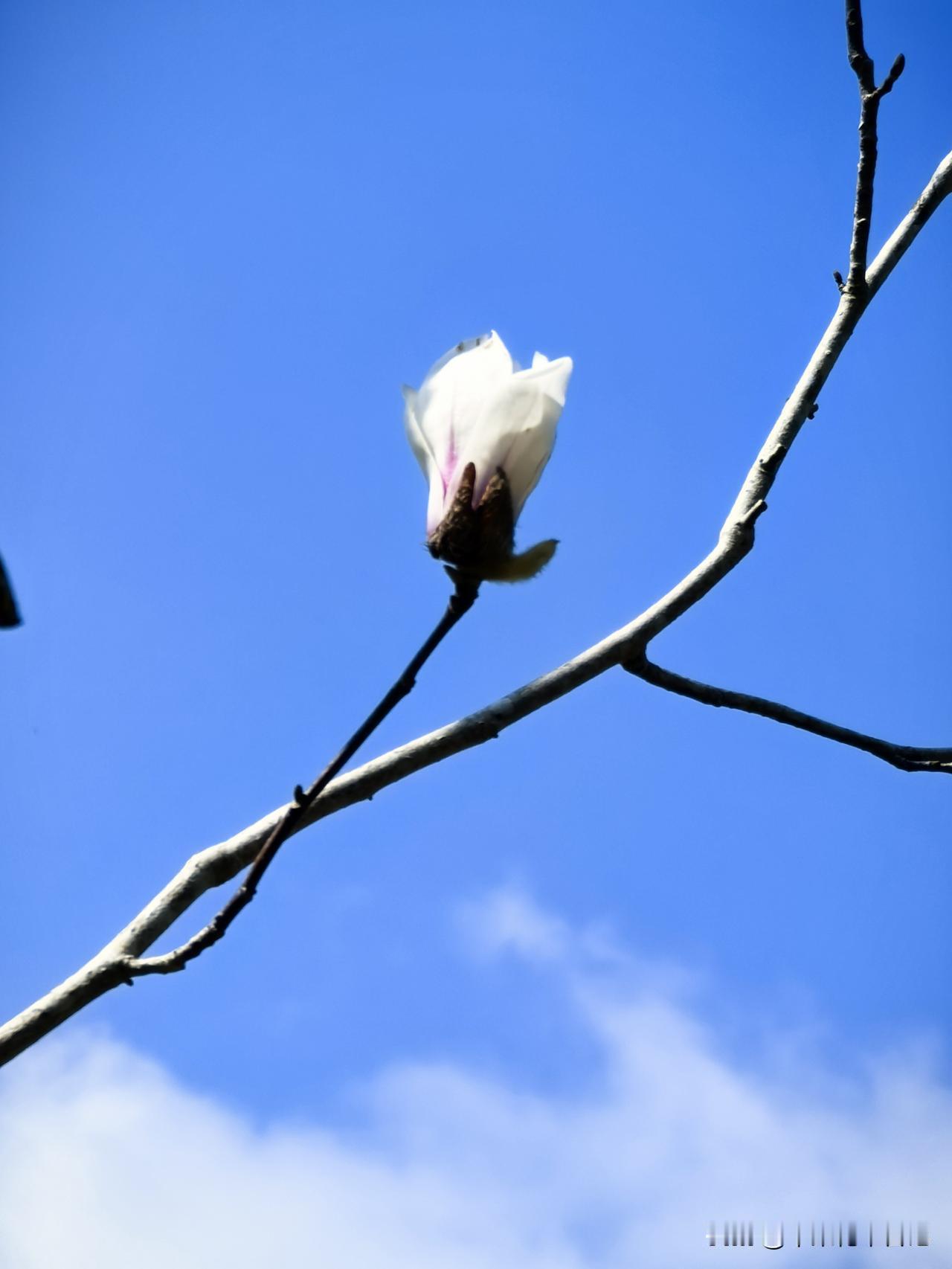 玉兰花
玉兰绽放姿容妙
袅袅亭亭韵色鲜
白紫双颜呈娇态
斗艳争奇意趣绵

随手拍