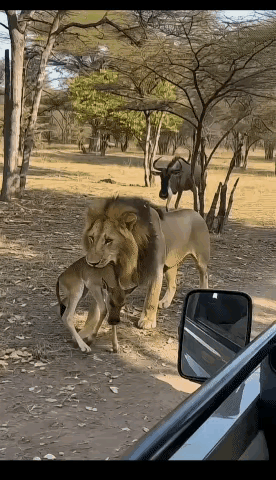 这还是人们心目中的草原之王吗？🤔