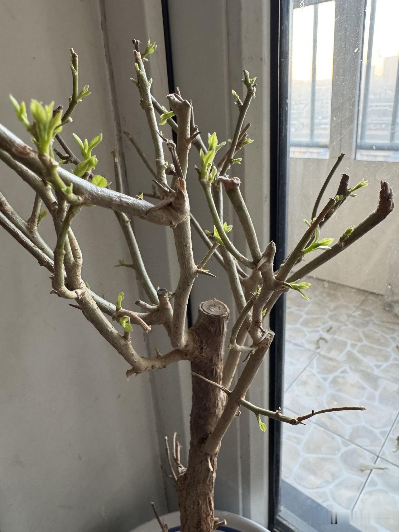 喜欢三角梅无论在盛夏还是寒冬
特别好养活花期长还好看