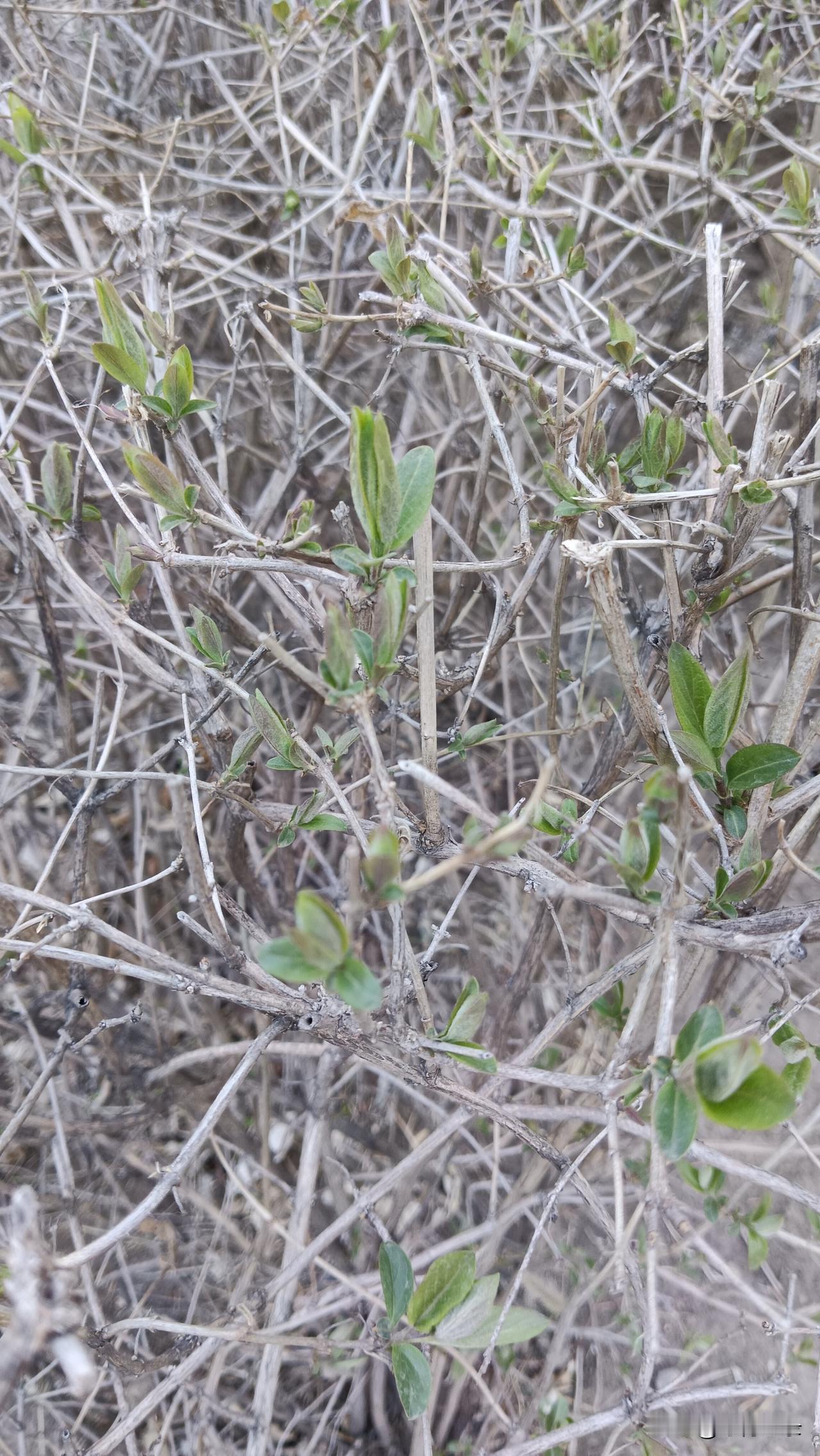 我的下联是：日出半山白。