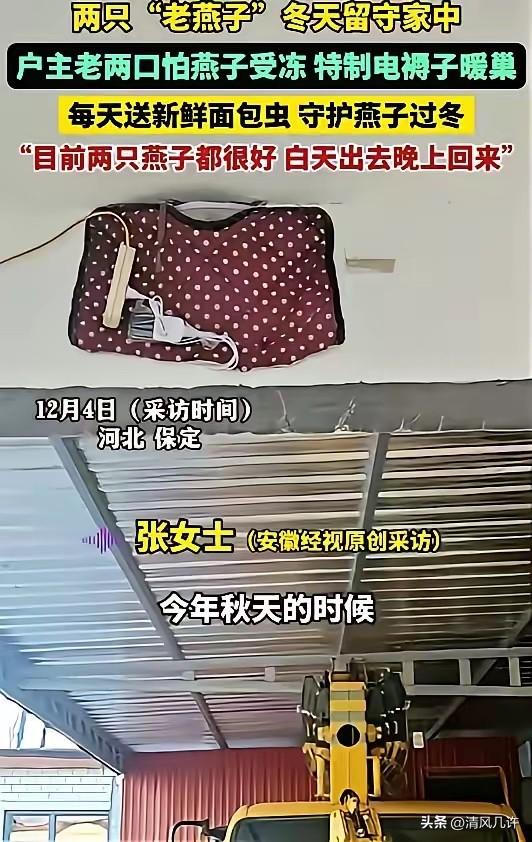 河北，两只 “老燕子” 无力南飞，留户主家过冬。没想到，户主老两口给两只燕子买了