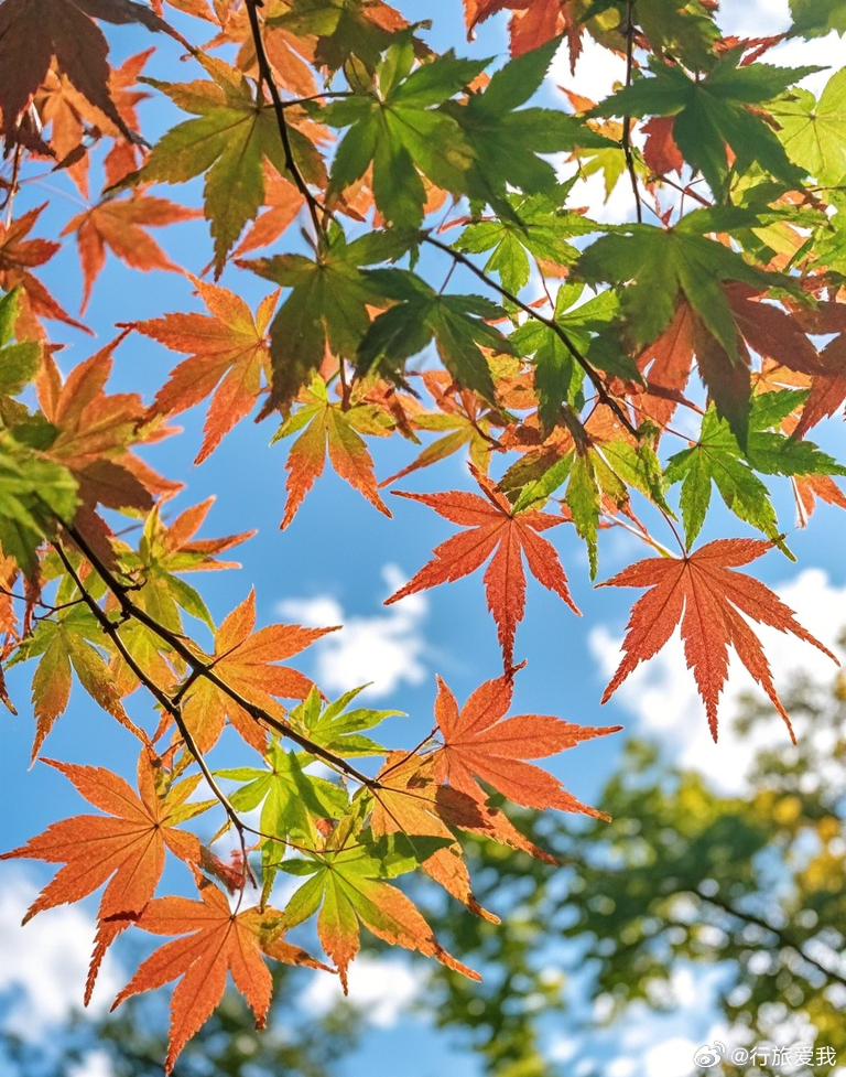 枫叶红了，像是大自然打翻了调色盘，将那一抹炽热的红倾洒在大地上。 