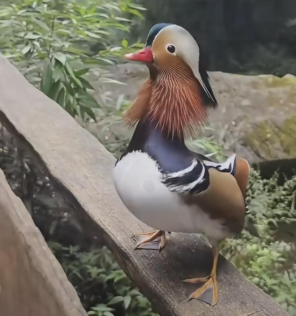 是鸳还是幺鸡？
 
户外登山偶遇一只颜值爆表的鸟，就站在栏杆上一点不怕人，羽毛配