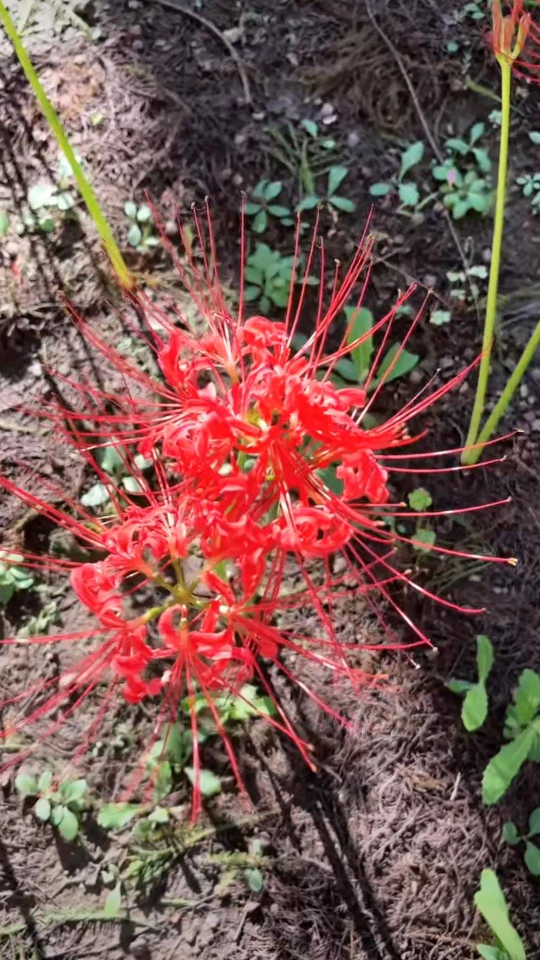 #记录我的9月生活#九月，落日余晖洒在大地上，给万物披上一层温暖的金色外衣。