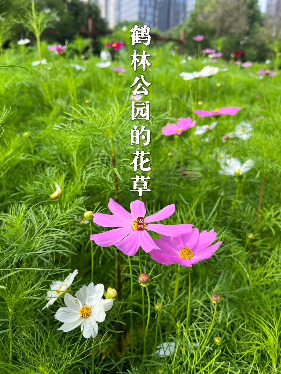 福州植物美图｜鹤林公园初夏的花草树木