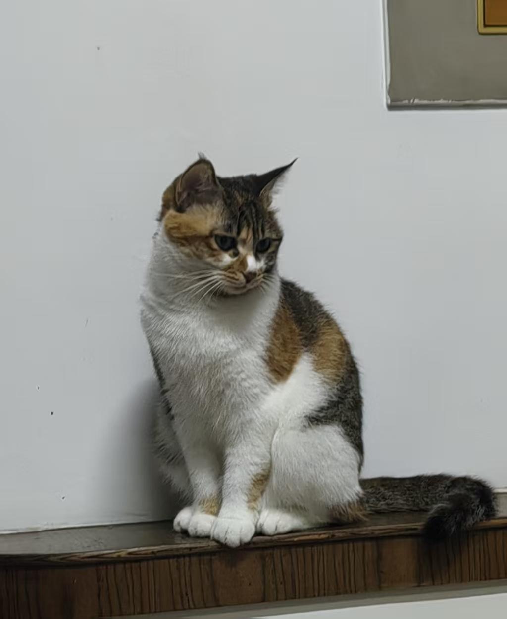 我家也是儿子捡回来，舍不得扔，就养了[比心]