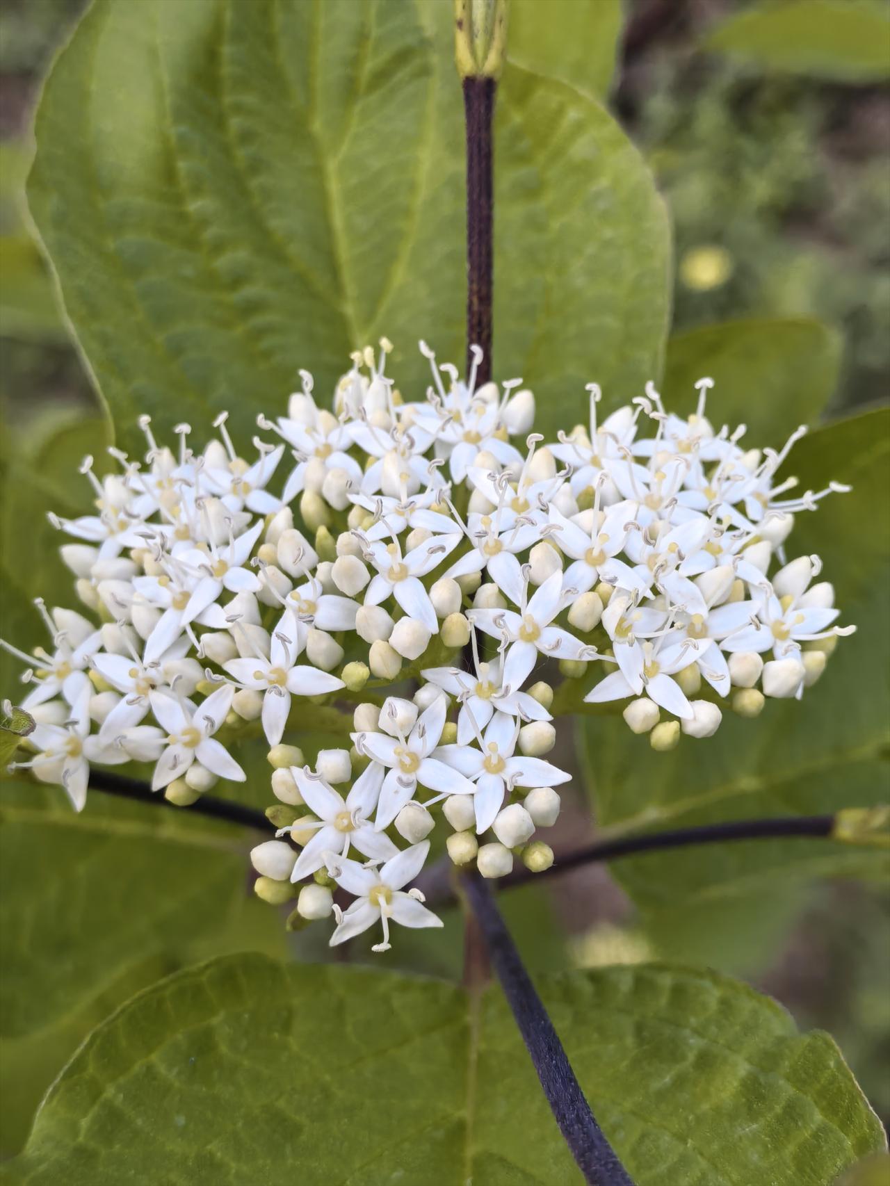 悦景公园随拍红瑞木花特
红瑞木花呈“倒立的小伞”形状（即伞房状聚伞花序），这一独