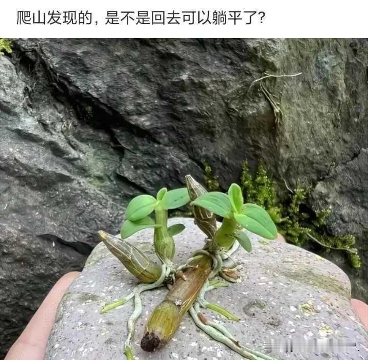 啥东西啊？