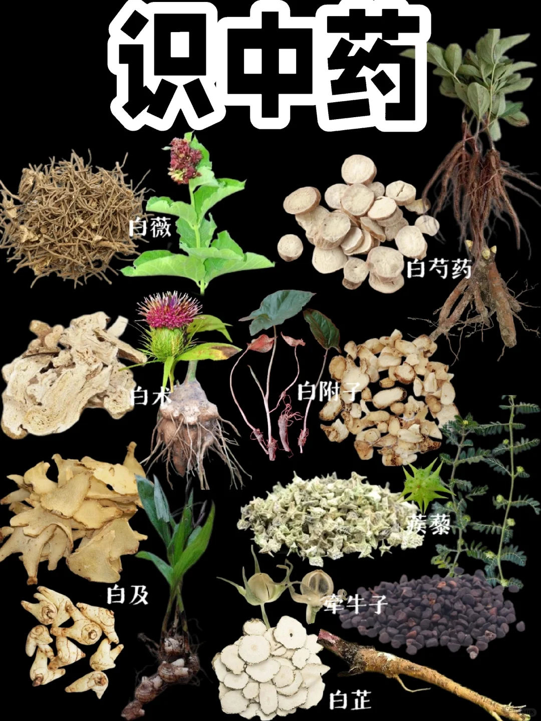 【识中药】时刻保持文化自信，中药文化