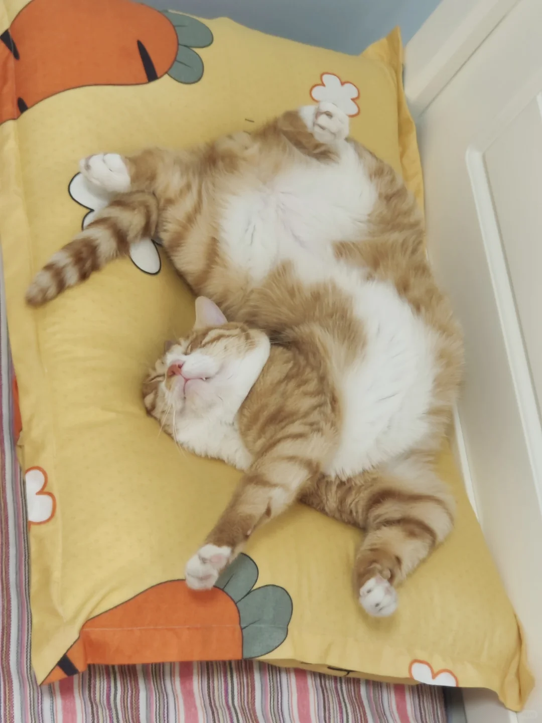 下班回家看到它睡成这样…