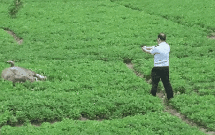 斗牛都没这个精彩！[捂脸][捂脸][捂脸]