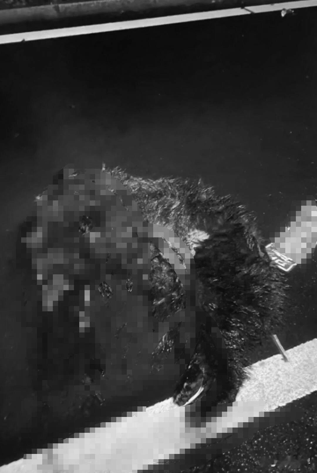 黑熊遇到“母老虎”噶了！11月1日晚6时许，吉林白山市松江河前往二道白河环山线的