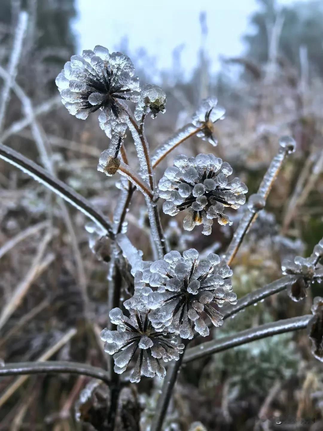 雪花本是天上客，落入凡尘共白头。