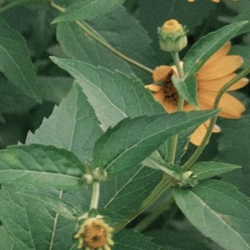 0800玉兰花养殖方法土壤要求：玉兰花适宜种植在肥沃、湿润、排水良好的微酸性土壤