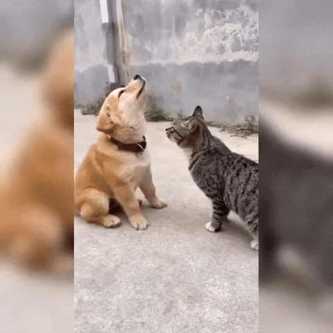 金毛正仰着头跟狸花猫吹牛，说自己天不怕地不怕
狸花猫听烦了，抬手就给了它脑门一下