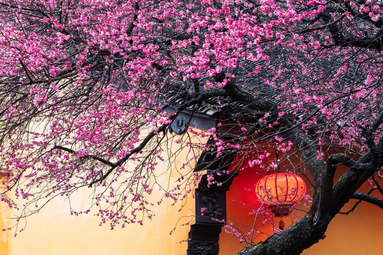 湖州铁佛寺梅花。湖州铁佛寺梅花藏在江南春景里的中式美学 梅花与古建筑之美 梅花与
