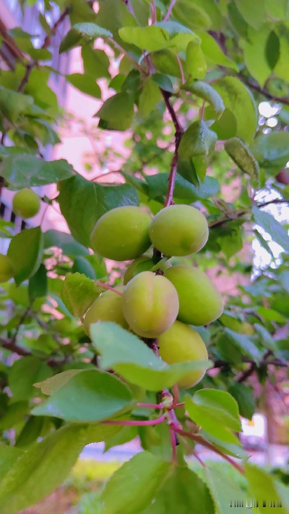 七绝.咏青杏
翠叶层层护嫩黄，
细绒轻覆透新光。
青鲜藏得酸甜意，
静待南风满树